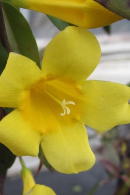 Image showing  Gelsemium Semperivrens Carolina Jessamine, 2T, GELSSEM02TR
