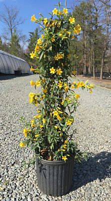 Image showing  Gelsemium Semperivrens Carolina Jessamine, 2T, GELSSEM02TR
