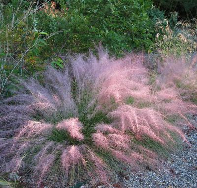 McCorkle Grass Muhlebegria Pink Muhly Grass, 3 gal., GRASMUH03TR