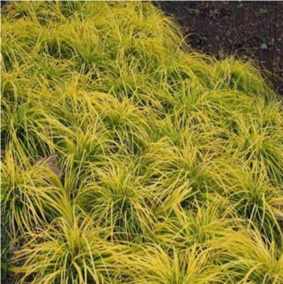 Image showing  Grass SL Carex Assorted, 1 gal., GRSLCAS08