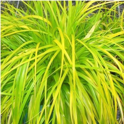 Image showing  Grass SL Carex Assorted, 1 gal., GRSLCAS08