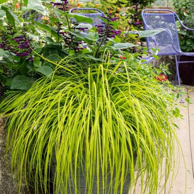 Image showing  Grass SL Carex Assorted, 1 gal., GRSLCAS08