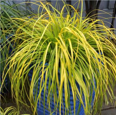 Image showing 5 th McCorkle Grass SL Carex Assorted, 1 gal., GRSLCAS08