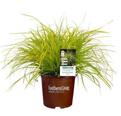 Image showing 6 th McCorkle Grass SL Carex Assorted, 1 gal., GRSLCAS08
