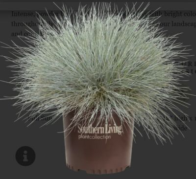 McCorkle Grass SL Festuca Glauca Beyond Blue, 1 gal., GRSLFAS08