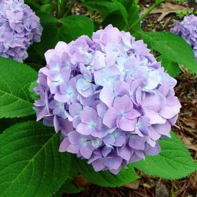 McCorkle 2 gal. Potted Macrophylla Mini Penny Hydrangea Bush