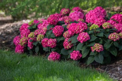 McCorkle 2 gal. Endless Summer Bloomstruck Hydrangea Plant