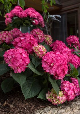 Image showing  2 gal. Potted Endless Summer Bloomstruck Hydrangea Plant