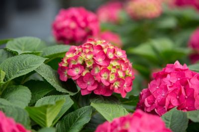 Image showing  2 gal. Potted Endless Summer Bloomstruck Hydrangea Plant