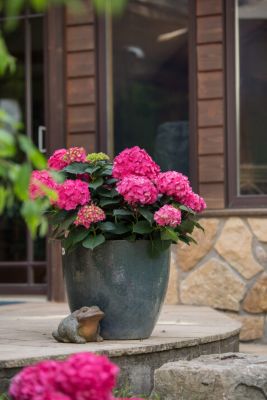 McCorkle 2 gal. Endless Summer Summer Crush Hydrangea Plant