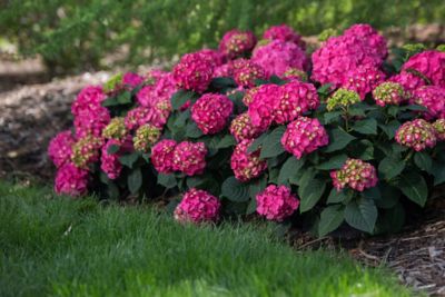 Image showing  2 gal. Endless Summer Summer Crush Hydrangea Plant