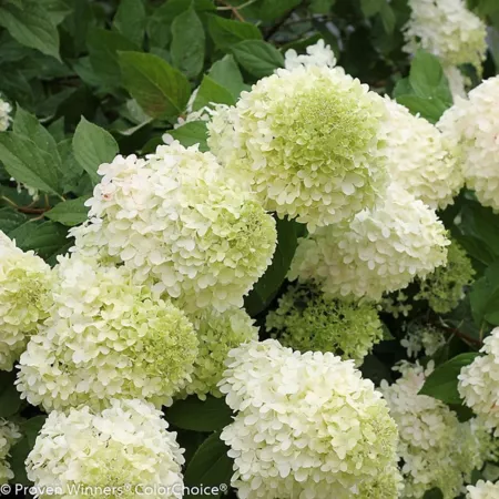 McCorkle 3 gal Winners Proven Potted Limelight Hydrangea Plant Bushes