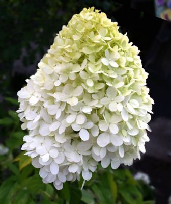 Image showing  3 gal. Potted Proven Winners Limelight Hydrangea Plant