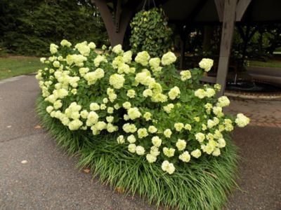 Image showing  2 gal. Potted Proven Winner Little Lime Hydrangea Plant