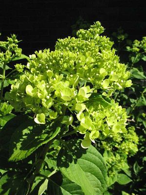 Image showing  2 gal. Potted Proven Winner Little Lime Hydrangea Plant