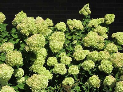 Image showing  2 gal. Potted Proven Winner Little Lime Hydrangea Plant