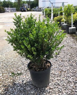 Image showing  Ilex Crenata Compacta, 1T, ILEXCOM01