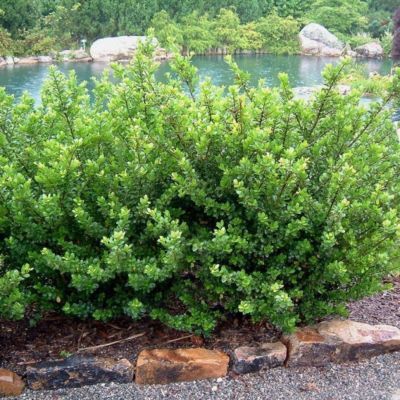 Image showing  Ilex Crenata Compacta, 1T, ILEXCOM01