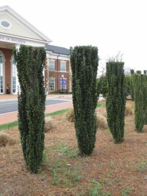 Image showing  3 gal. Potted Sky Pencil Ilex Crenata Plant