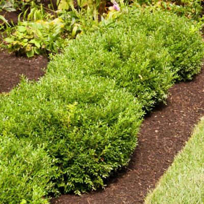 McCorkle 1 gal. Soft Touch Ilex Crenata Plant