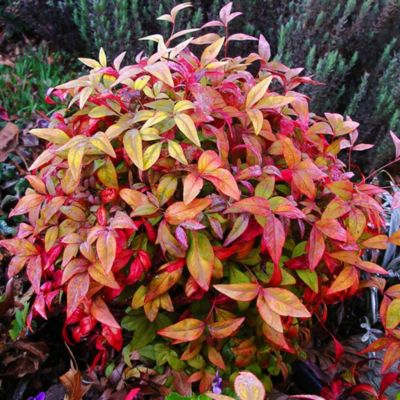 McCorkle Nandina Domestica 'Firepower', 3 gal.