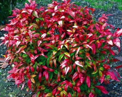 Image showing  Nandina Domestica 'Firepower', 3 gal.