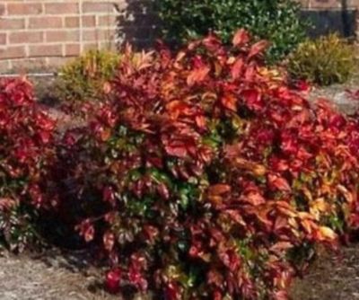 Image showing  Nandina Domestica 'Firepower', 3 gal.