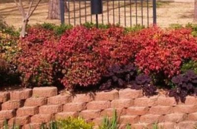 Image showing  Nandina Domestica 'Firepower', 3 gal.