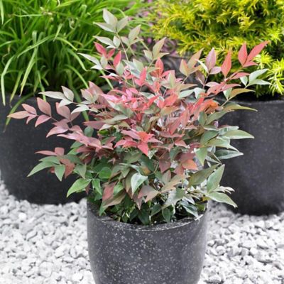 McCorkle Nandina Southern Living, Blush Pink TM PP#19,916 1 gal., NASLBPI08