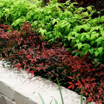 McCorkle Nandina Southern Living Flirt TM PP21391, 1 gal., NASLFLI08