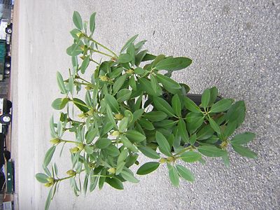 Image showing  Rhododendron Assorted Varieties, 1T, RHODASS01