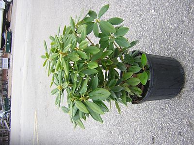 Image showing  Rhododendron Assorted Varieties, 1T, RHODASS01