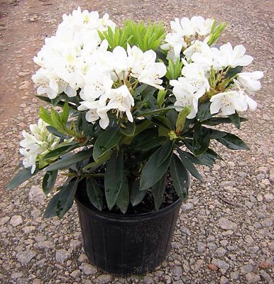 Image showing  Rhododendron Assorted Varieties, 1T, RHODASS01