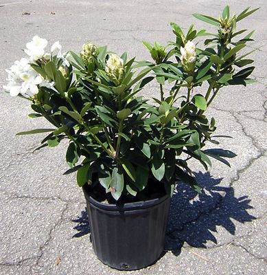 Image showing  Rhododendron Assorted Varieties, 1T, RHODASS01