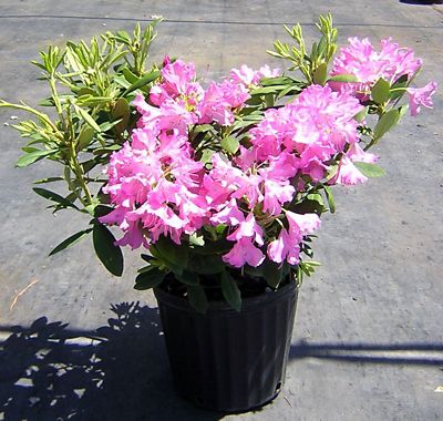 Image showing  Rhododendron Assorted Varieties, 3 gal., RHODASS03