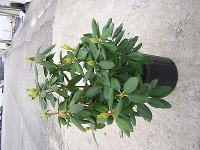 Image showing  Rhododendron Assorted Varieties, 3 gal., RHODASS03
