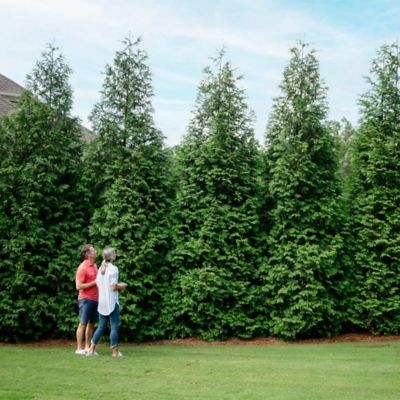 Image showing  Thuja Standishii X Plicata Green Giant, 3 gal., THUJGGI03TR