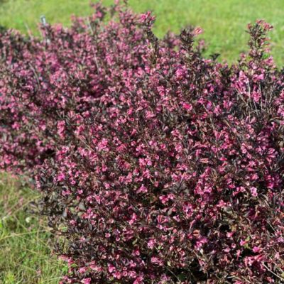 Image showing 5 th McCorkle Weigela Proven Winners Assorted Varieties 2 gal., WEPWAST02