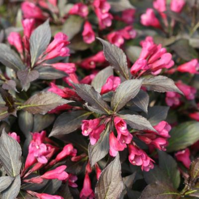 Image showing 6 th McCorkle Weigela Proven Winners Assorted Varieties 2 gal., WEPWAST02