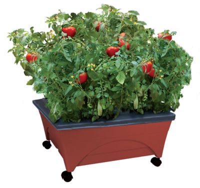 Emsco Bountiful Harvest Raised Bed Grow Box, 21 in. x 25 in. x 10 in., Self Watering and Improved Aeration, Mobile Unit