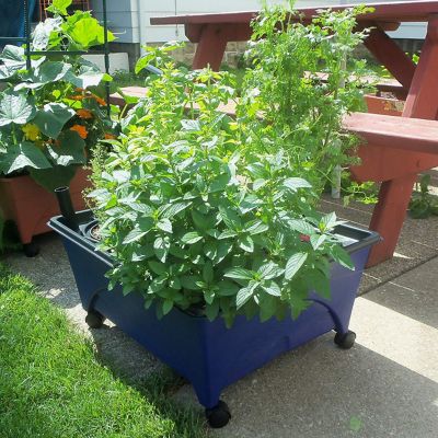 Image showing  Hydropickers Hydroponic Garden Grow Box, Non-Electric, 24 in. x 20 in. Footprint, Mobility Provided by Casters