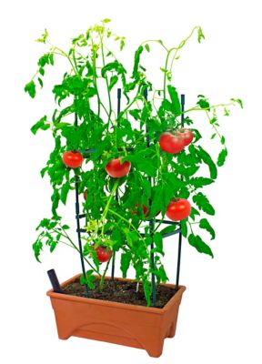 Image showing  Group City Pickers Crop Prop Modular Vegetable Garden Trellis System