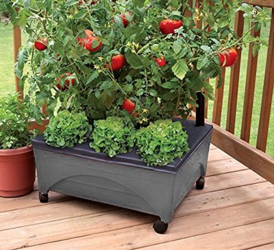 Image showing  City Picker Raised Bed Self-Watering Garden Grow Box, Improved Aeration, Includes Mobility Casters