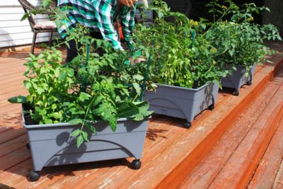 Image showing  City Picker Raised Bed Self-Watering Garden Grow Box, Improved Aeration, Includes Mobility Casters