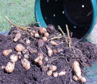 Image showing  City Pickers Spud Tub Patio Potato Grow Kit
