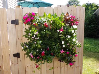 Image showing  Bloomers Wall Flowers Vertical Gardening System, Holds Up to 4 Potted Plants, Orchid