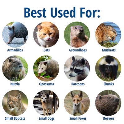 Image showing  1-Door Raccoon Trap