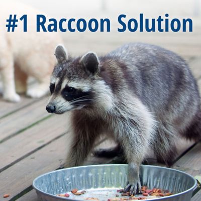 Image showing 9 th Havahart 1-Door Raccoon Trap