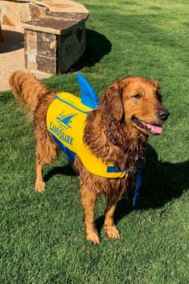 Image showing  Pet Life Vest with Adjustable Neck Buckle and 2 Adjustable Ladder Locks