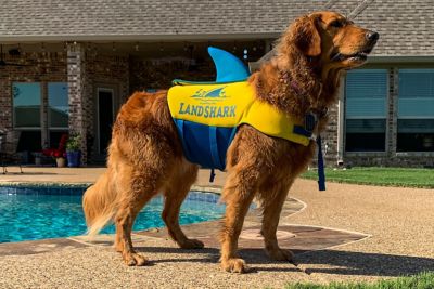 Image showing  Pet Life Vest with Adjustable Neck Buckle and 2 Adjustable Ladder Locks